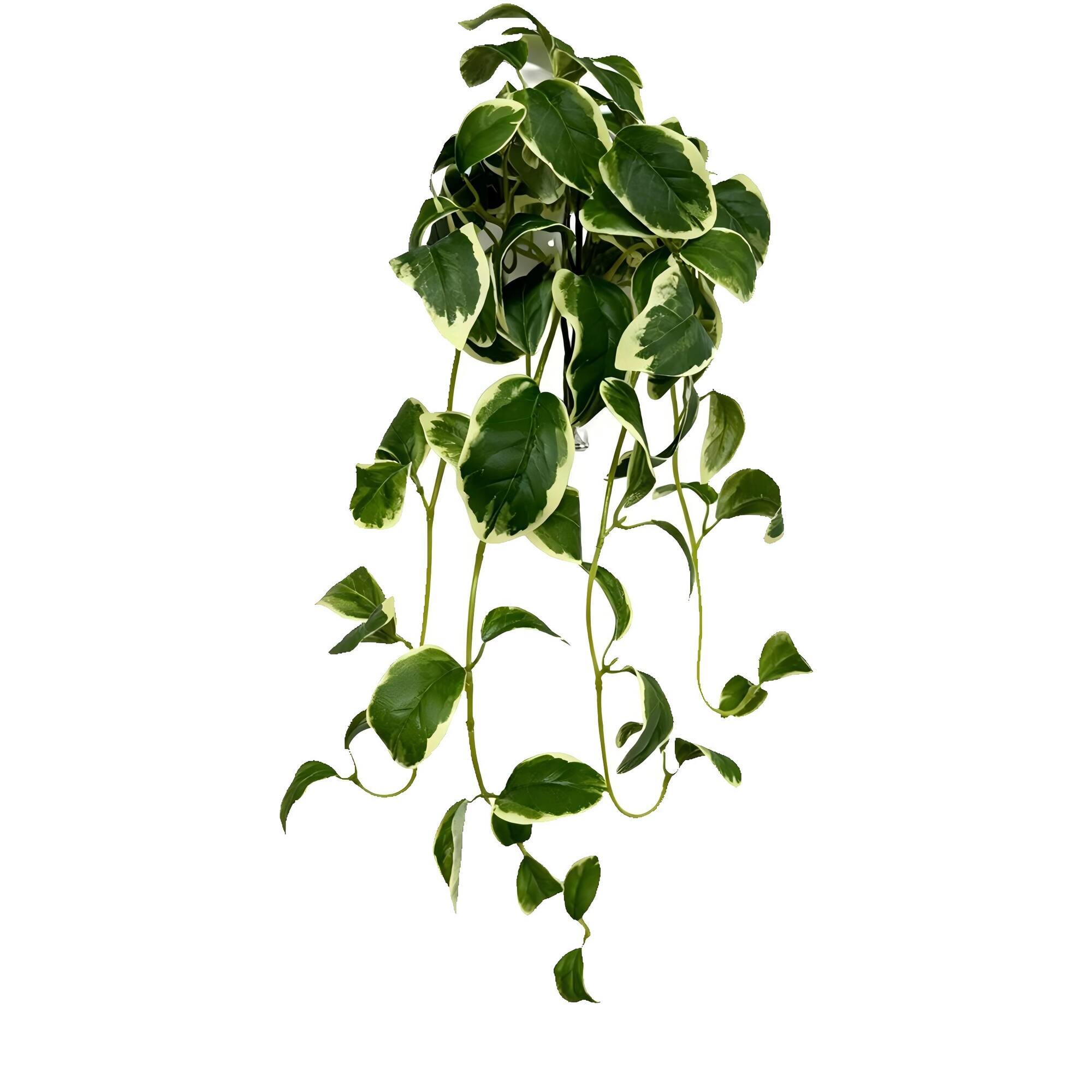 22" Variegated Hoya Bush by Ashland®